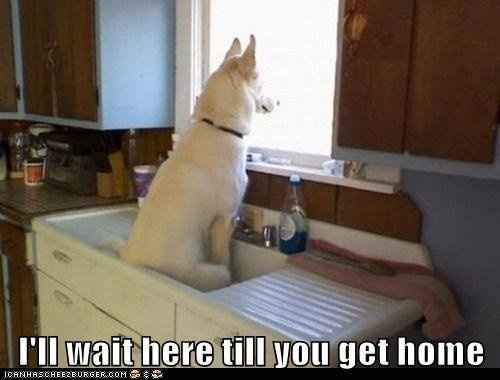 Mrs S ... We need to start another funny Cat thread!