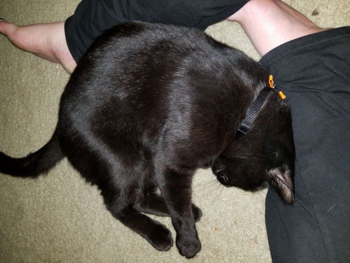 NWR: Adding New Member To Family (Furbaby)!!