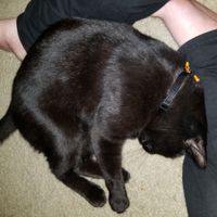 NWR: Adding New Member To Family (Furbaby)!!