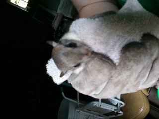 Who the eff are we Steve Irwin and Jeff Corwin? No more animals!!! UPDATE w/pics!