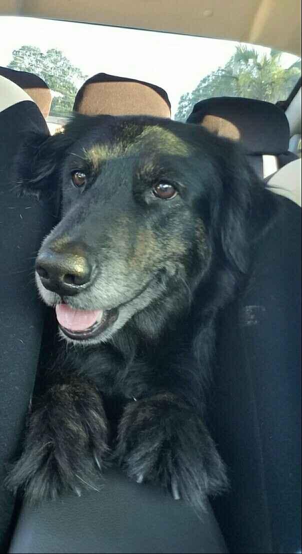 Spinoff: Show us your rescues!