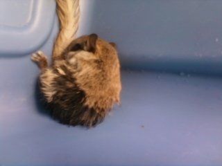 Who the eff are we Steve Irwin and Jeff Corwin? No more animals!!! UPDATE w/pics!