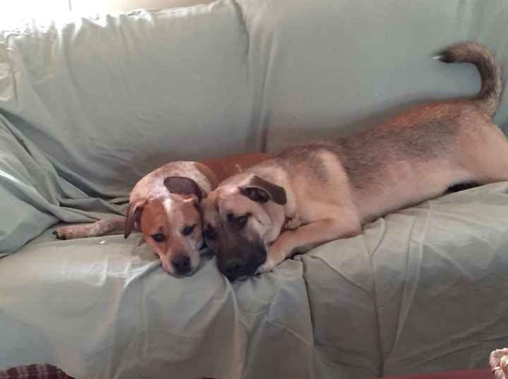 NWR: Pics of your pets :)