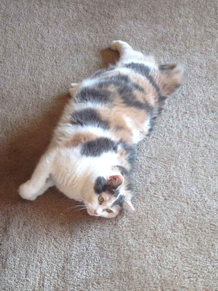 NWR: Pics of your pets :)