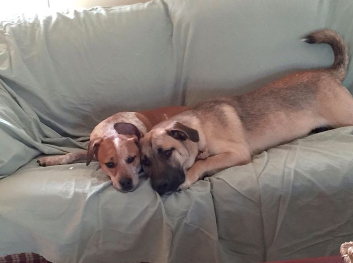 NWR: Pics of your pets :)