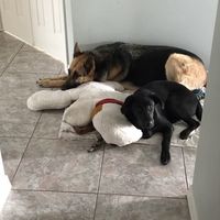 Furbabies?(non wedding post)