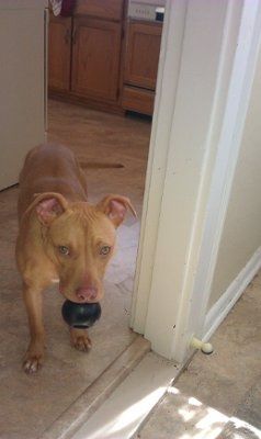 NWR - Furbabies :)