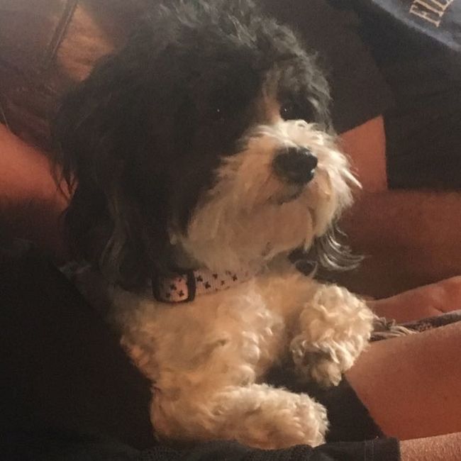 Furbabies?(non wedding post)