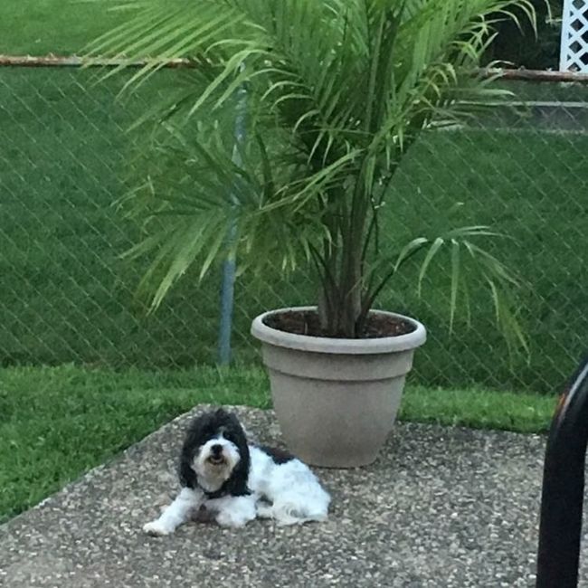 NWR:  Show me your fur babies!