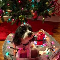 Show me your holiday photos!