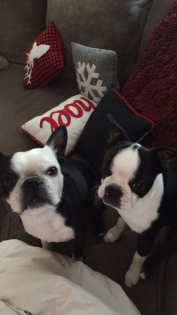 Doggies in the wedding!