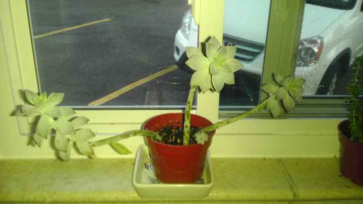 NWR-Mister Green Thumb for succulents