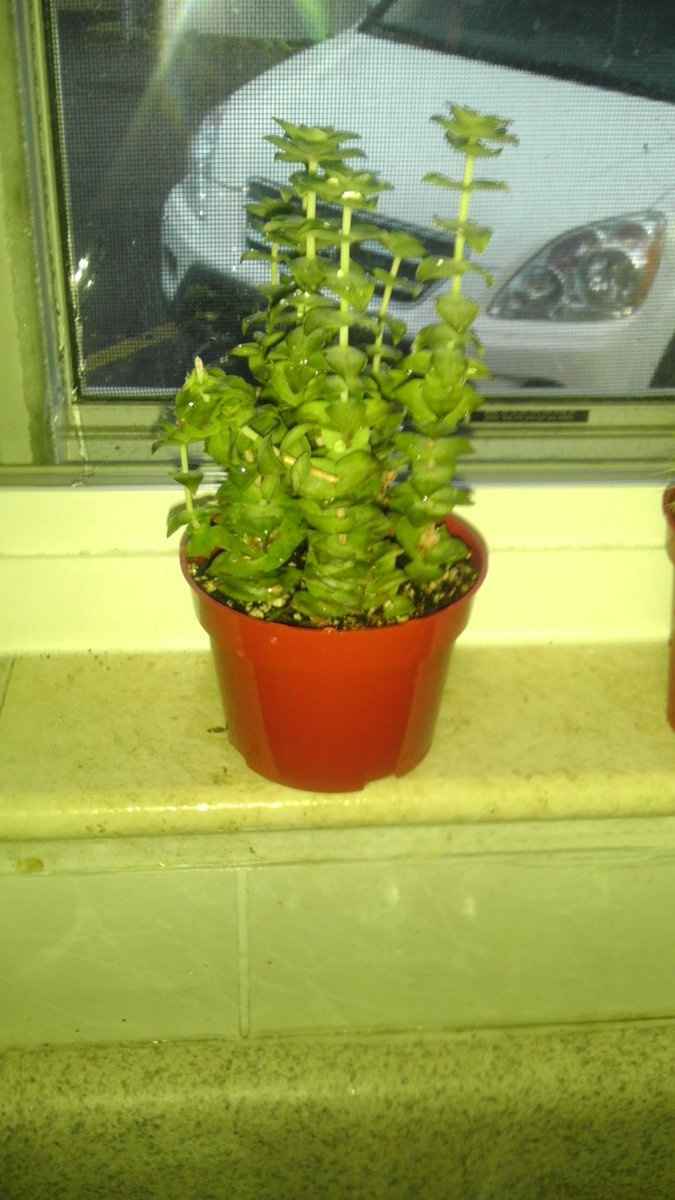 NWR-Mister Green Thumb for succulents