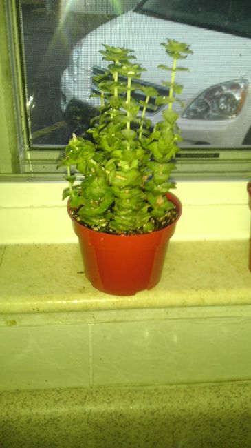 NWR-Mister Green Thumb for succulents