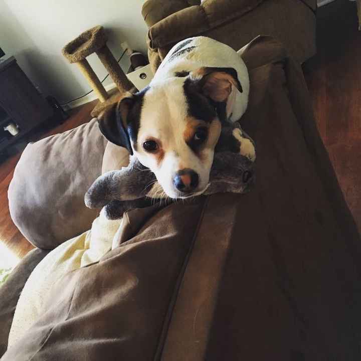 NWR: National Dog Day!