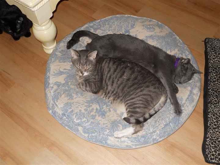 NWR: Lets See Your Fur Babies!