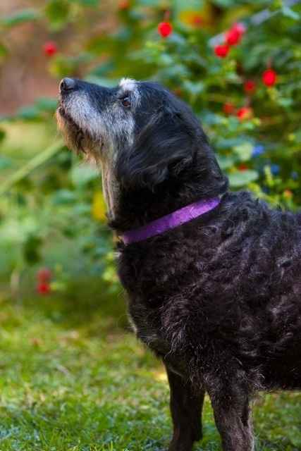 Since we are getting to know each other and everyone LOVES their fur babies!