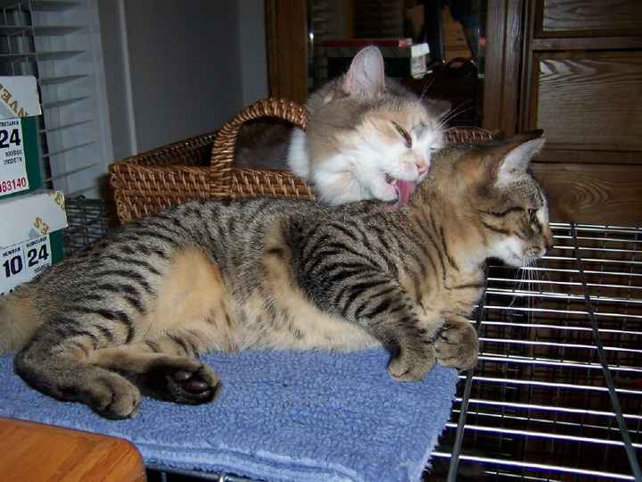 Since we are getting to know each other and everyone LOVES their fur babies!