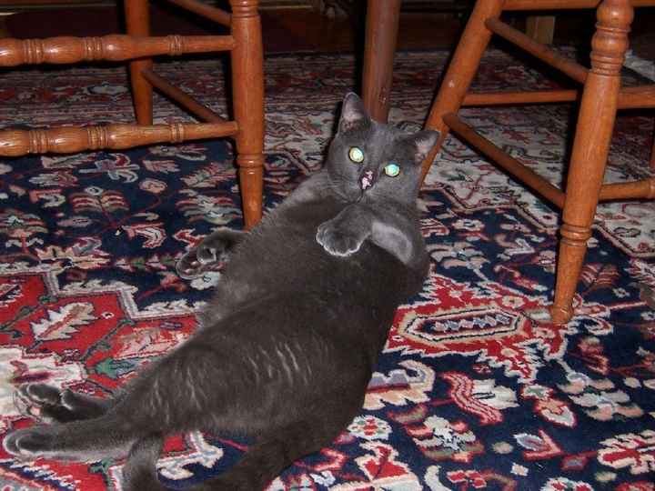 NWR-  It is my Furbaby's Birthday!