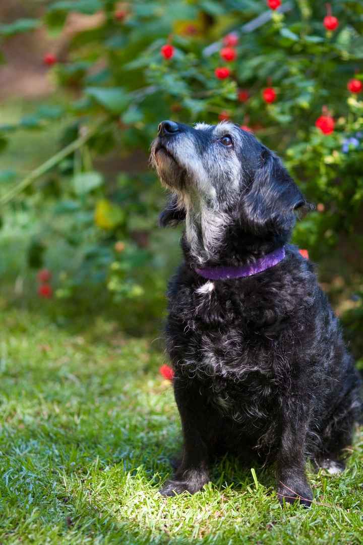 NWR-  It is my Furbaby's Birthday!