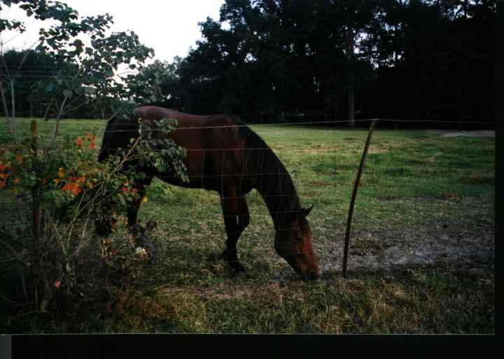 NWR: Any Horse Women?