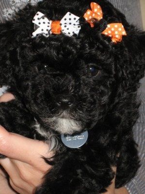 Let's see your pets!