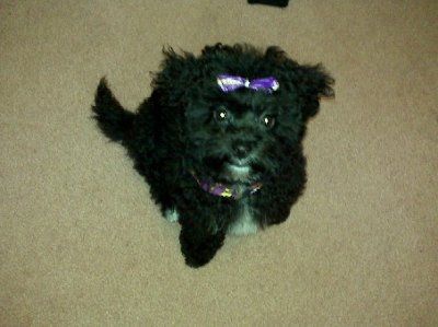 Let's see your pets!