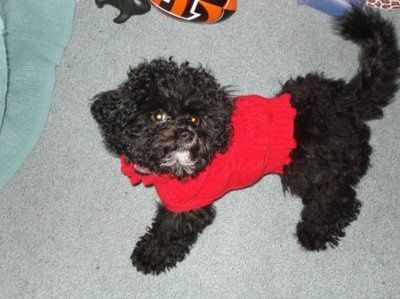 Let's see your pets!