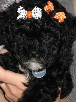 Let's see your pets!