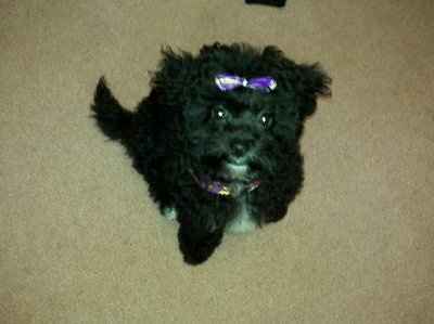 Let's see your pets!