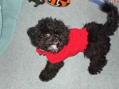 Let's see your pets!