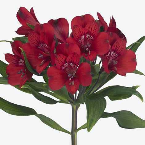 Winter wedding flowers - 1