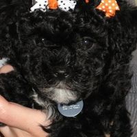 Let's see your pets!