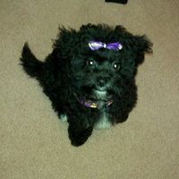 Let's see your pets!