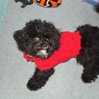 Let's see your pets!