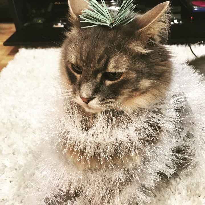 NWR: Show me your holiday spirit pets!