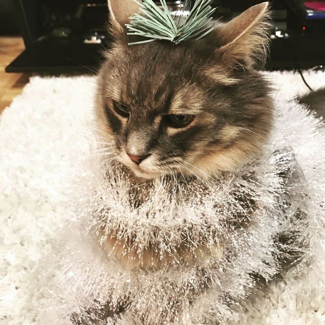 NWR: Show me your holiday spirit pets!