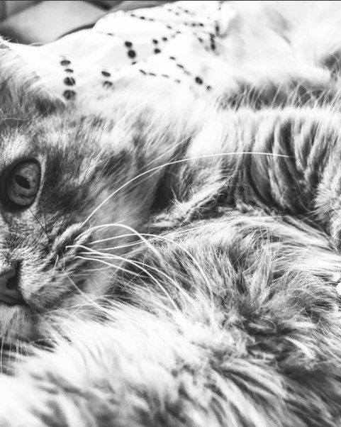 Positive thoughts and pictures of fluffy pets please