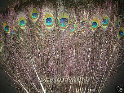 PSA:  Anyone in need of peacock feathers
