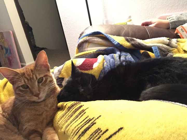 Positive thoughts and pictures of fluffy pets please