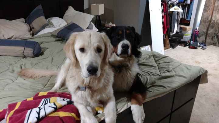 NWR: Losing our husky