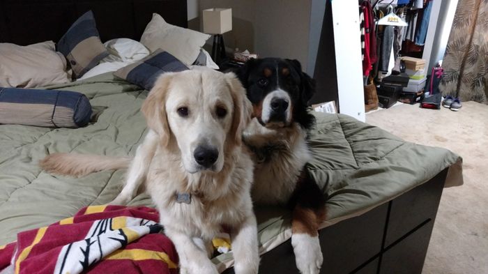 NWR: Losing our husky