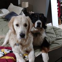 NWR: Losing our husky