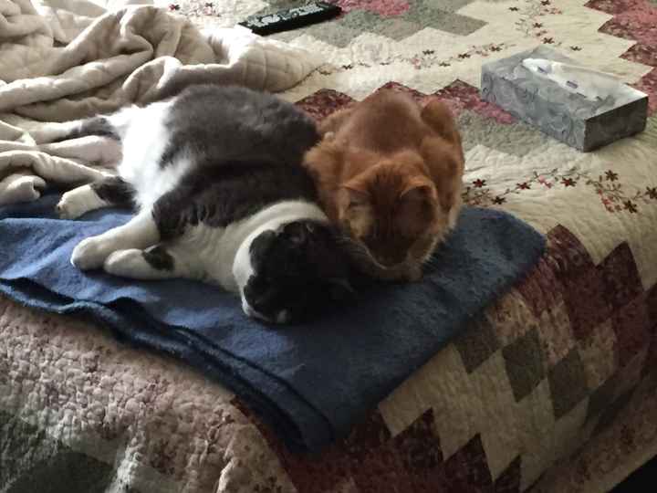 Pet names... Proper animal ones this time.,