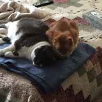 Pet names... Proper animal ones this time.,