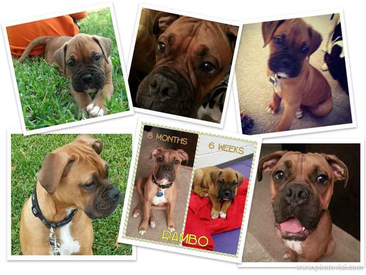 NWR: Any Boxer Dog Owners on WW - Pros & Cons