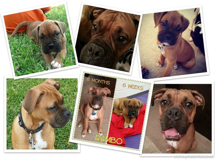 NWR: Any Boxer Dog Owners on WW - Pros & Cons