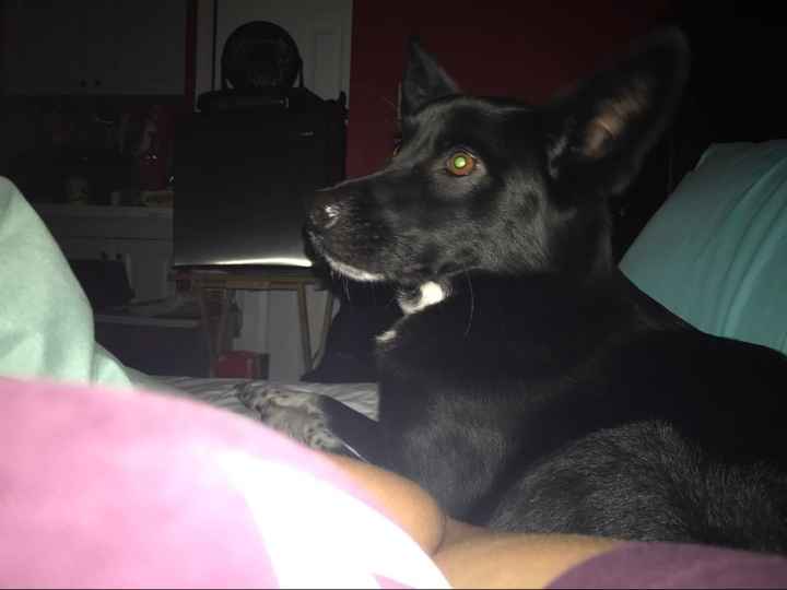 NWR:  Show me your fur babies!