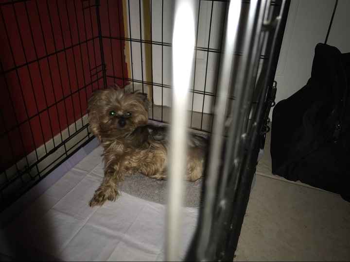 NWR:  Show me your fur babies!