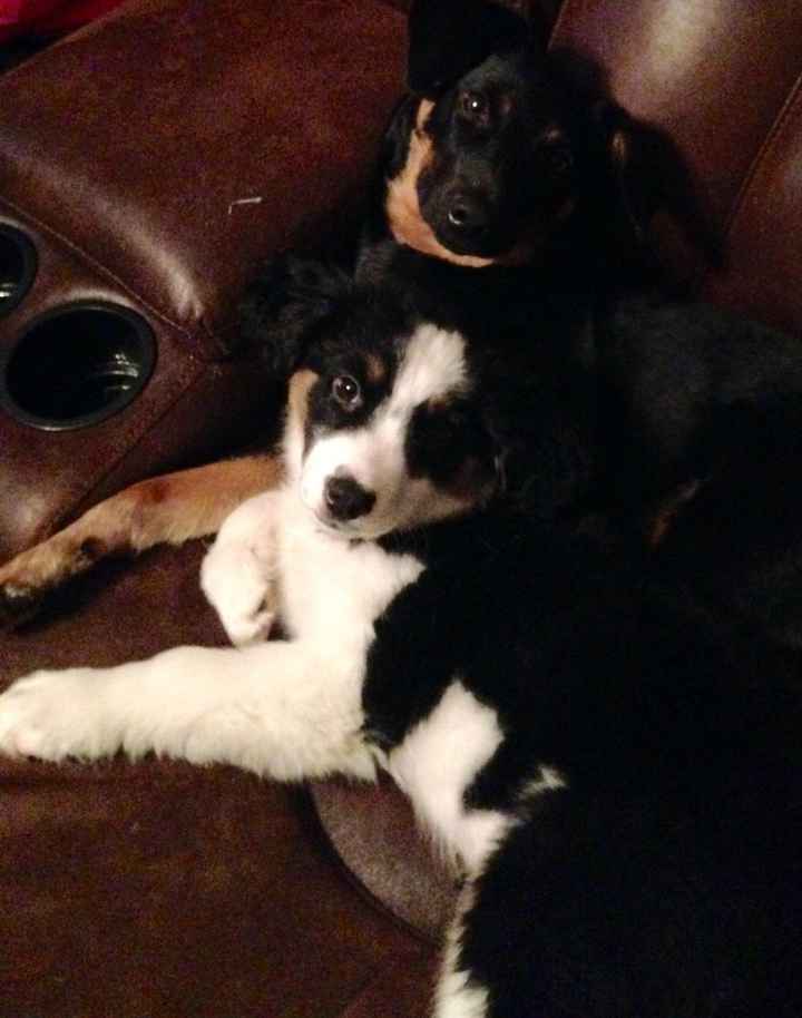 NWR - Dog Mommas: Convince me Otherwise!